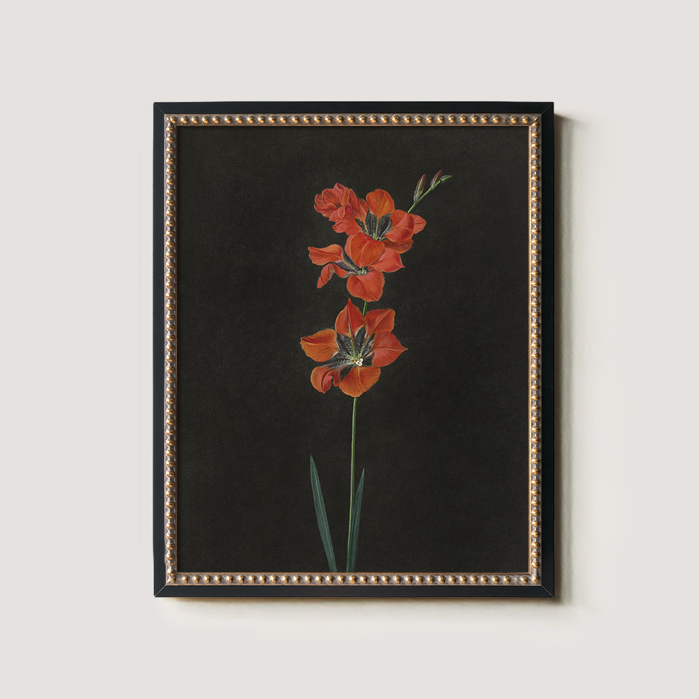 Fiery Gladiolus Spike Watercolor Nocturne