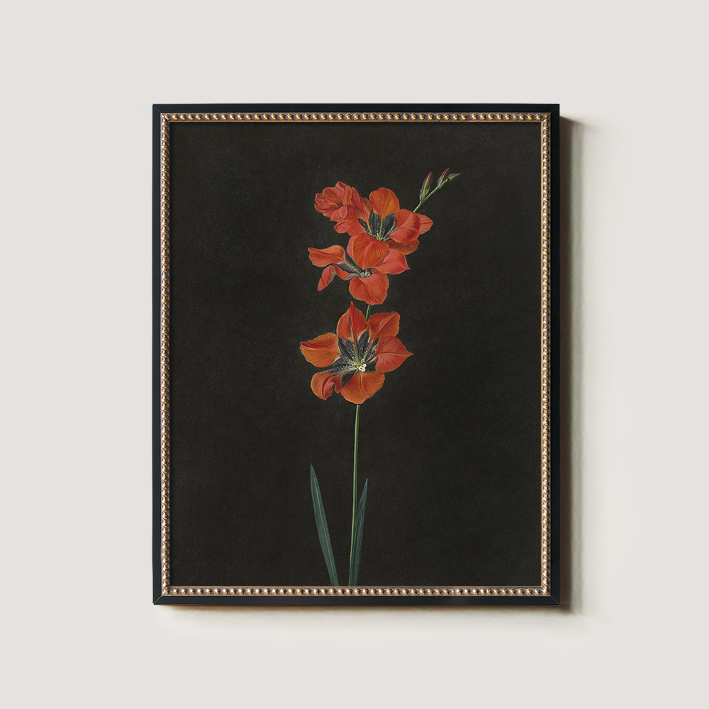 Fiery Gladiolus Spike Watercolor Nocturne