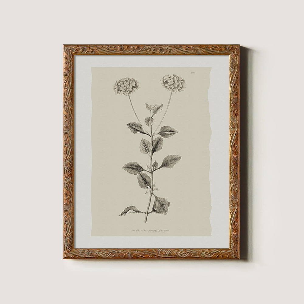 Vintage Leonotis Leonurus Botanical Etching