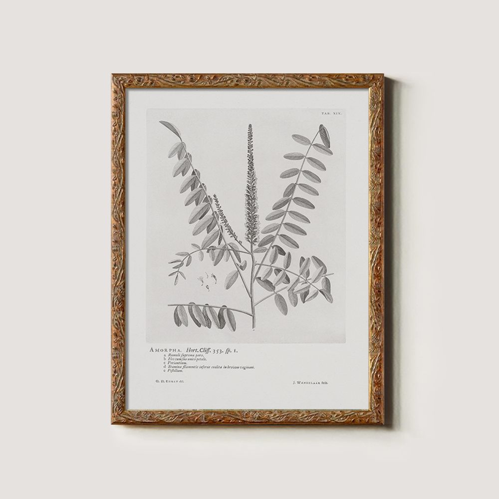 Vintage Amorpha Fruticosa Botanical Etching