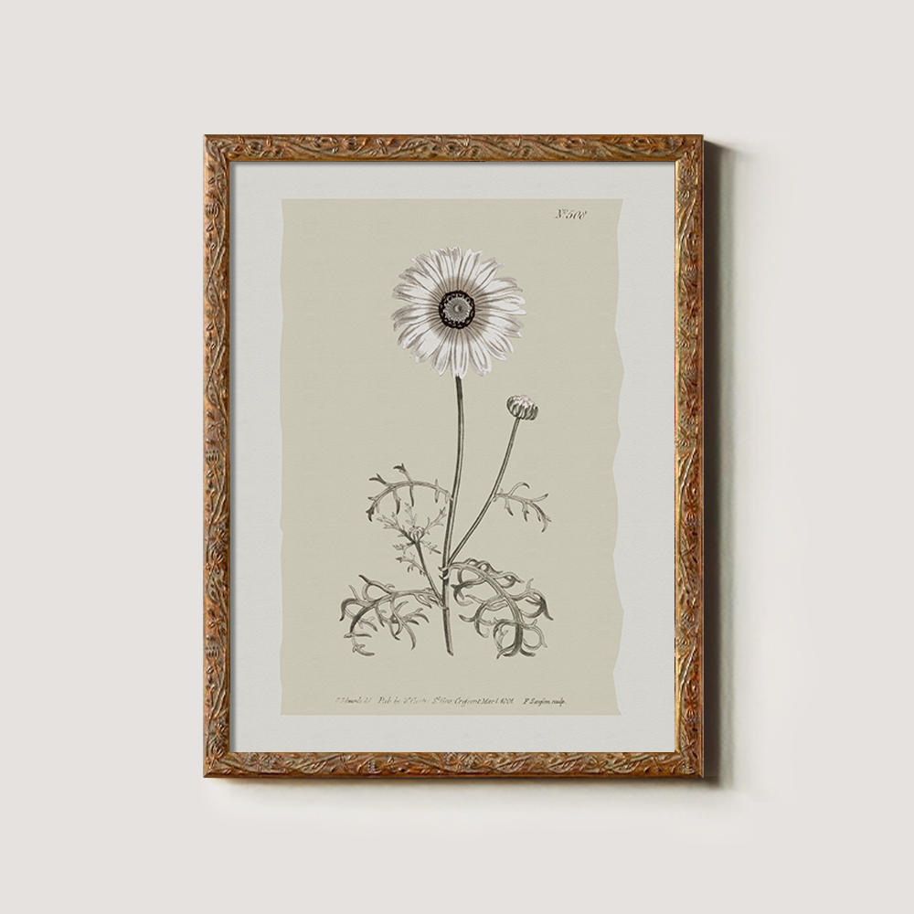 Vintage Chrysanthemum Parthenium Botanical Etching
