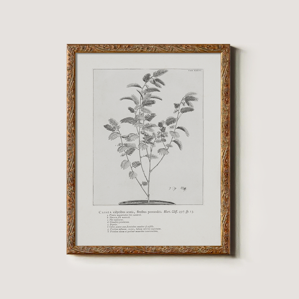 Vintage Cassia Angustifolia Botanical Etching