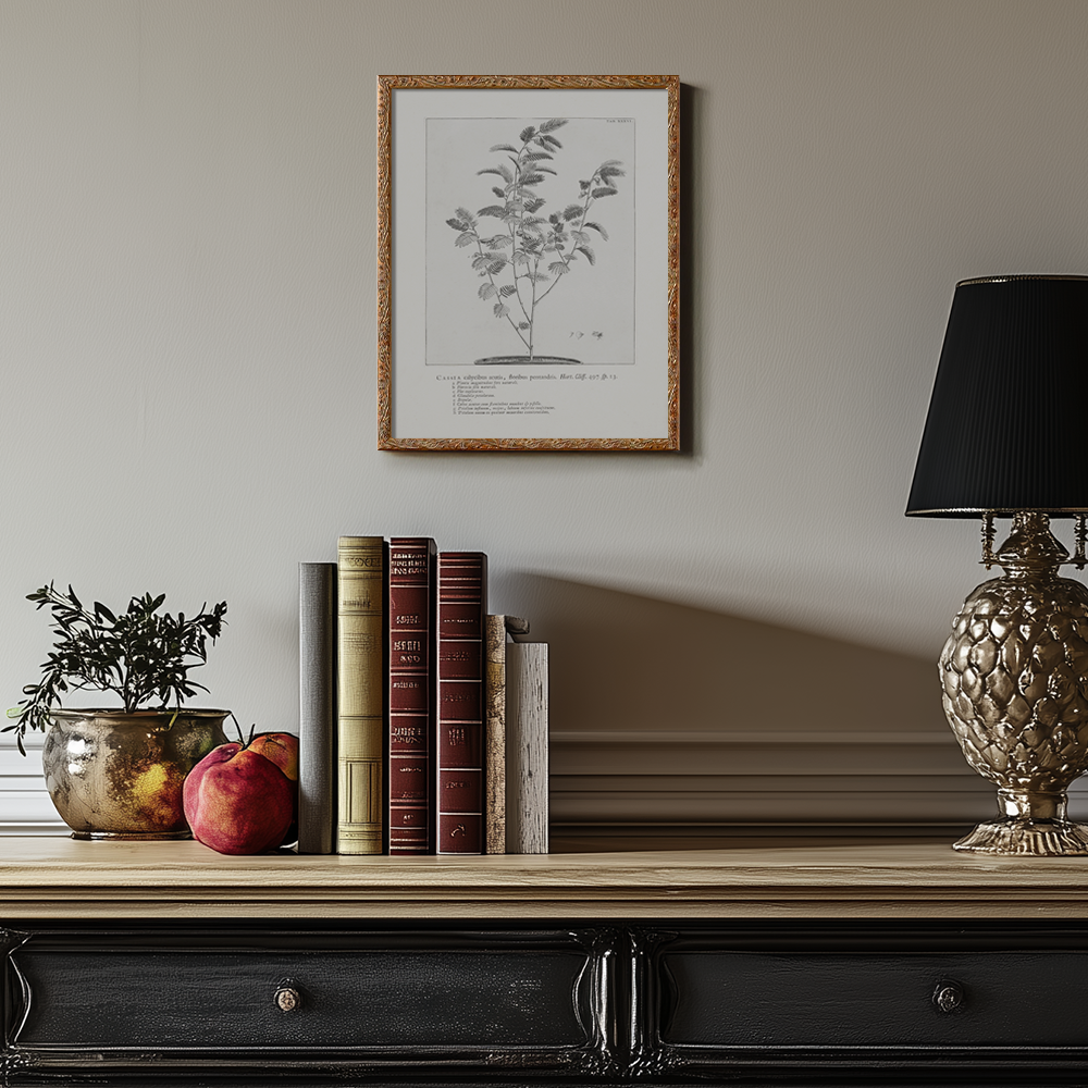 Vintage Cassia Angustifolia Botanical Etching