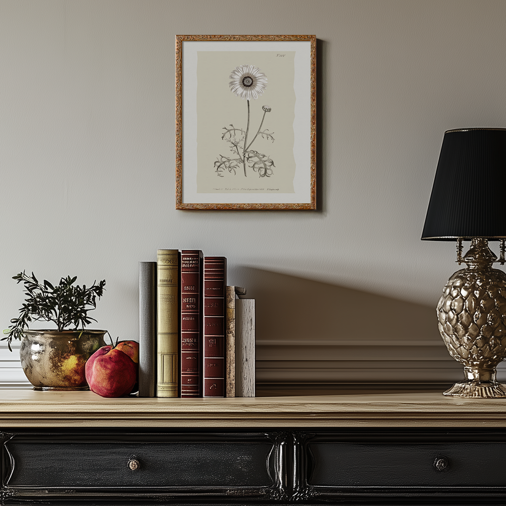 Vintage Chrysanthemum Parthenium Botanical Etching