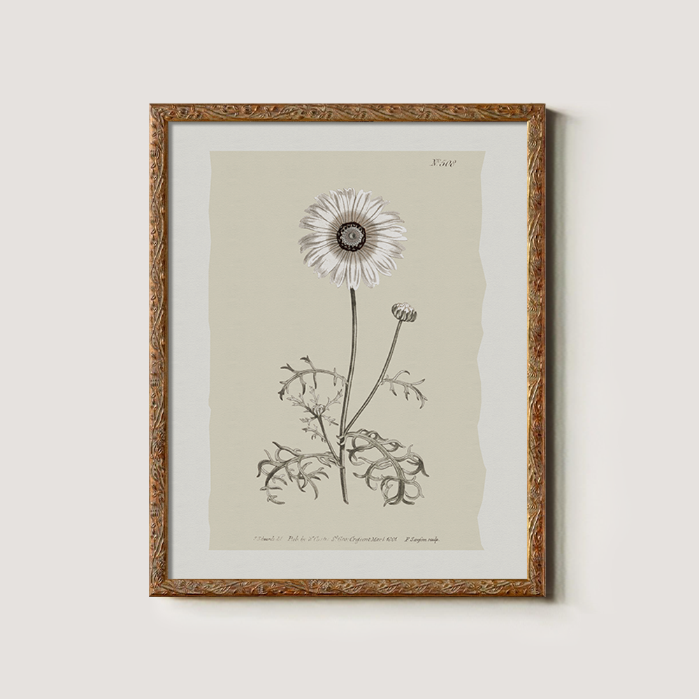 Vintage Chrysanthemum Parthenium Botanical Etching