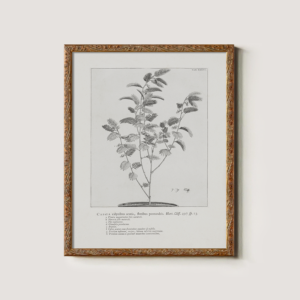 Vintage Cassia Angustifolia Botanical Etching