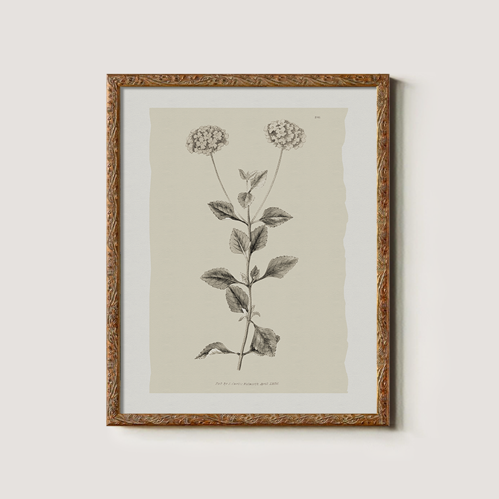 Vintage Leonotis Leonurus Botanical Etching