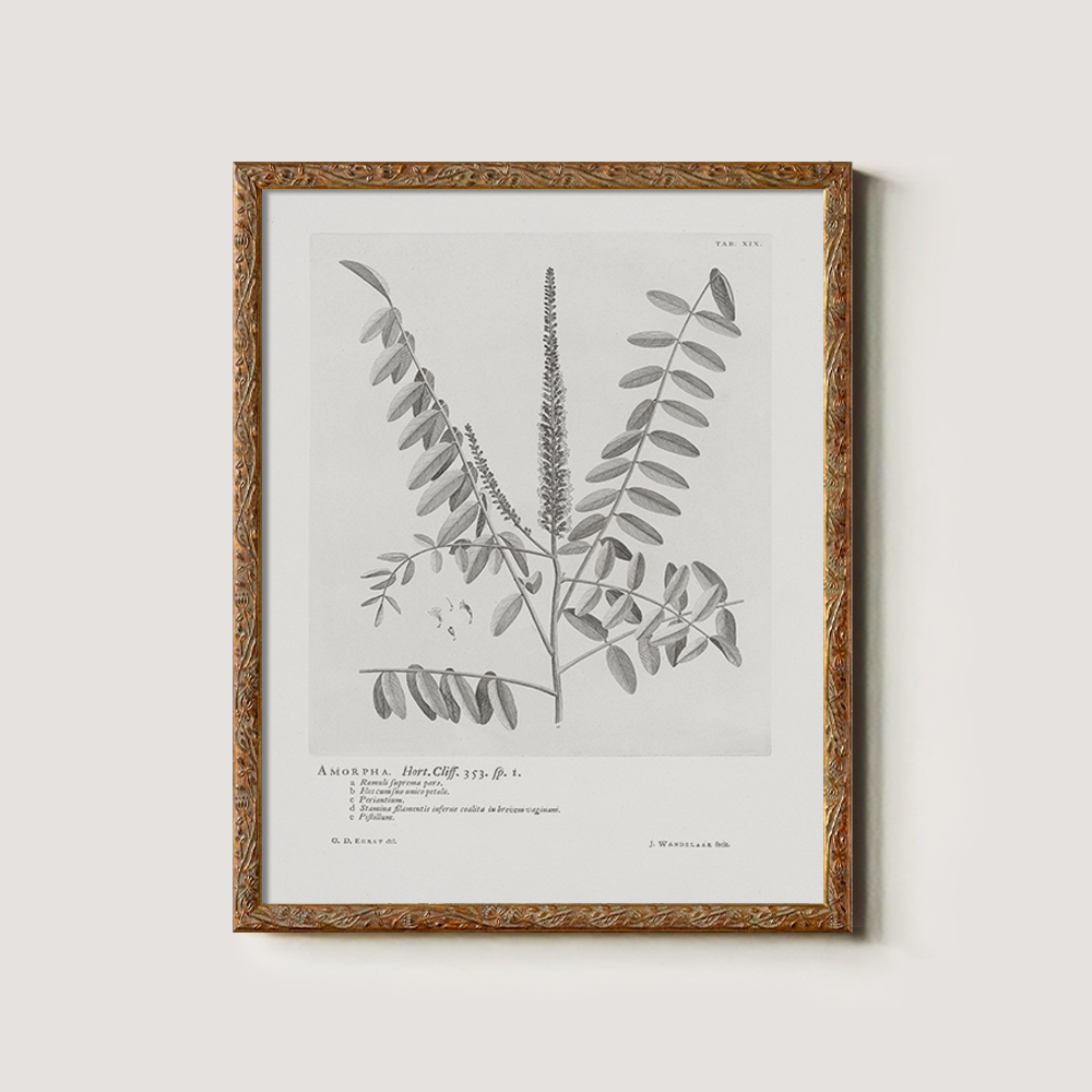 Vintage Amorpha Fruticosa Botanical Etching