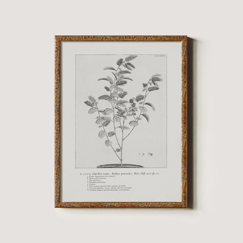 Vintage Cassia Angustifolia Botanical Etching