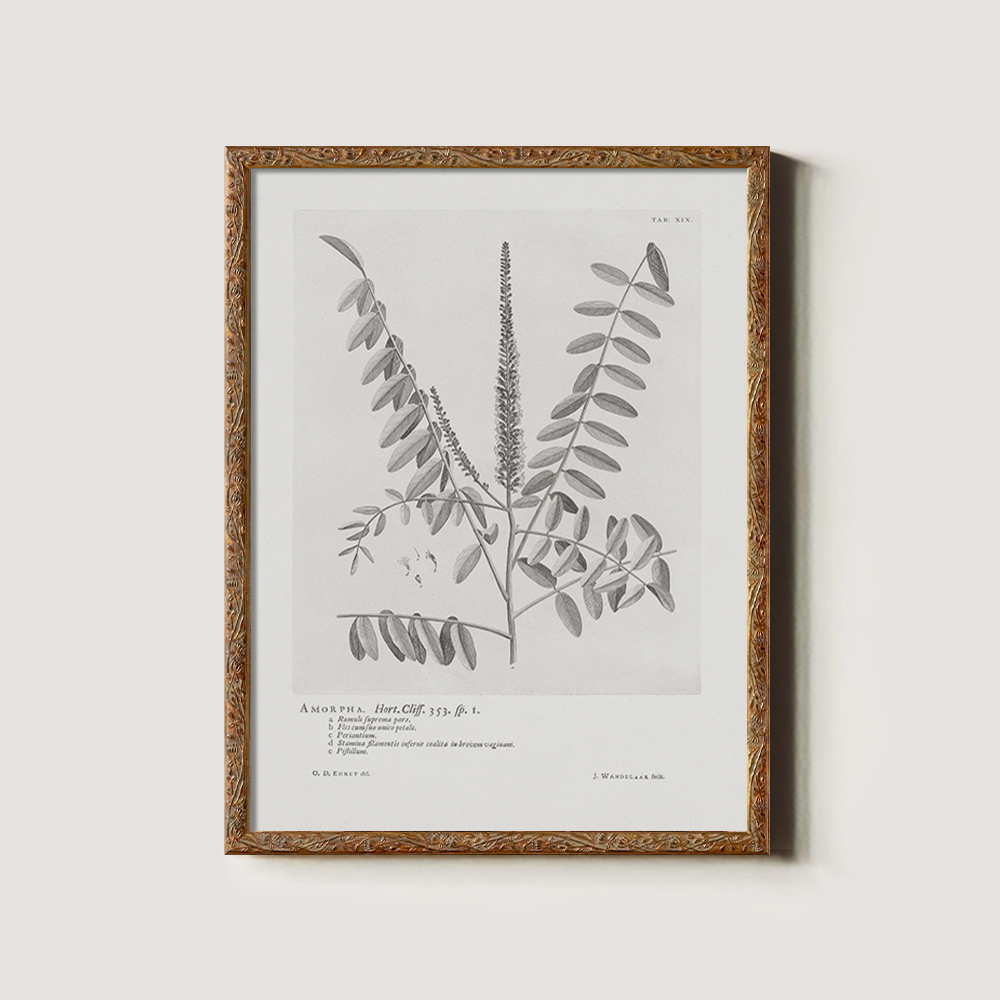 Vintage Amorpha Fruticosa Botanical Etching