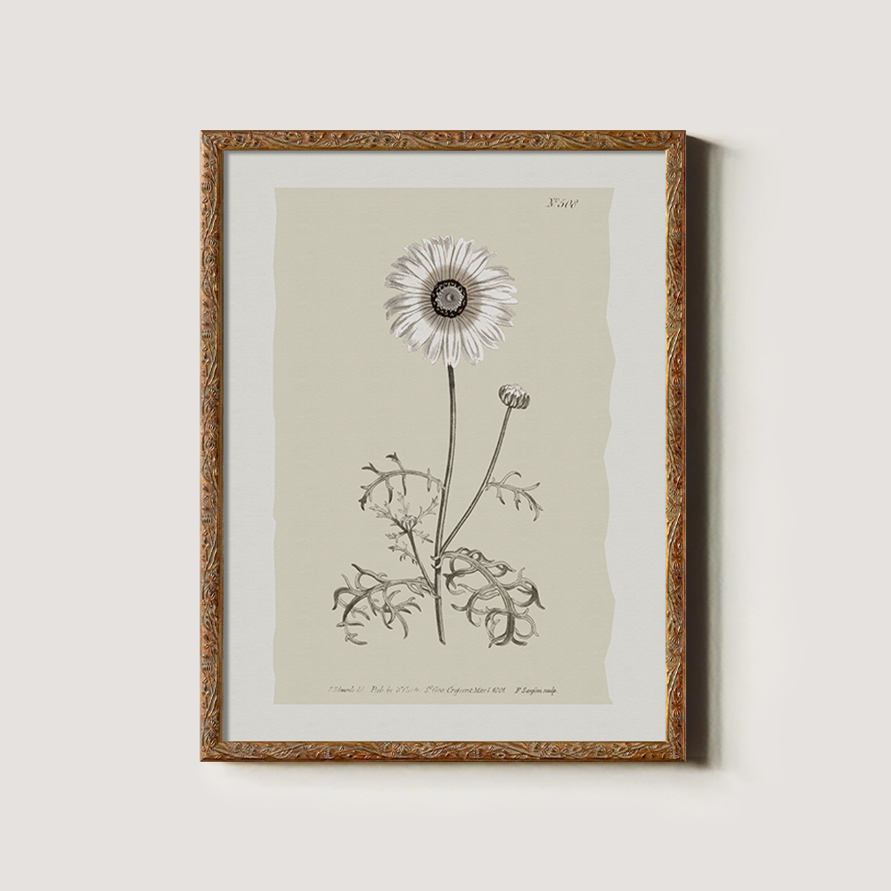 Vintage Chrysanthemum Parthenium Botanical Etching