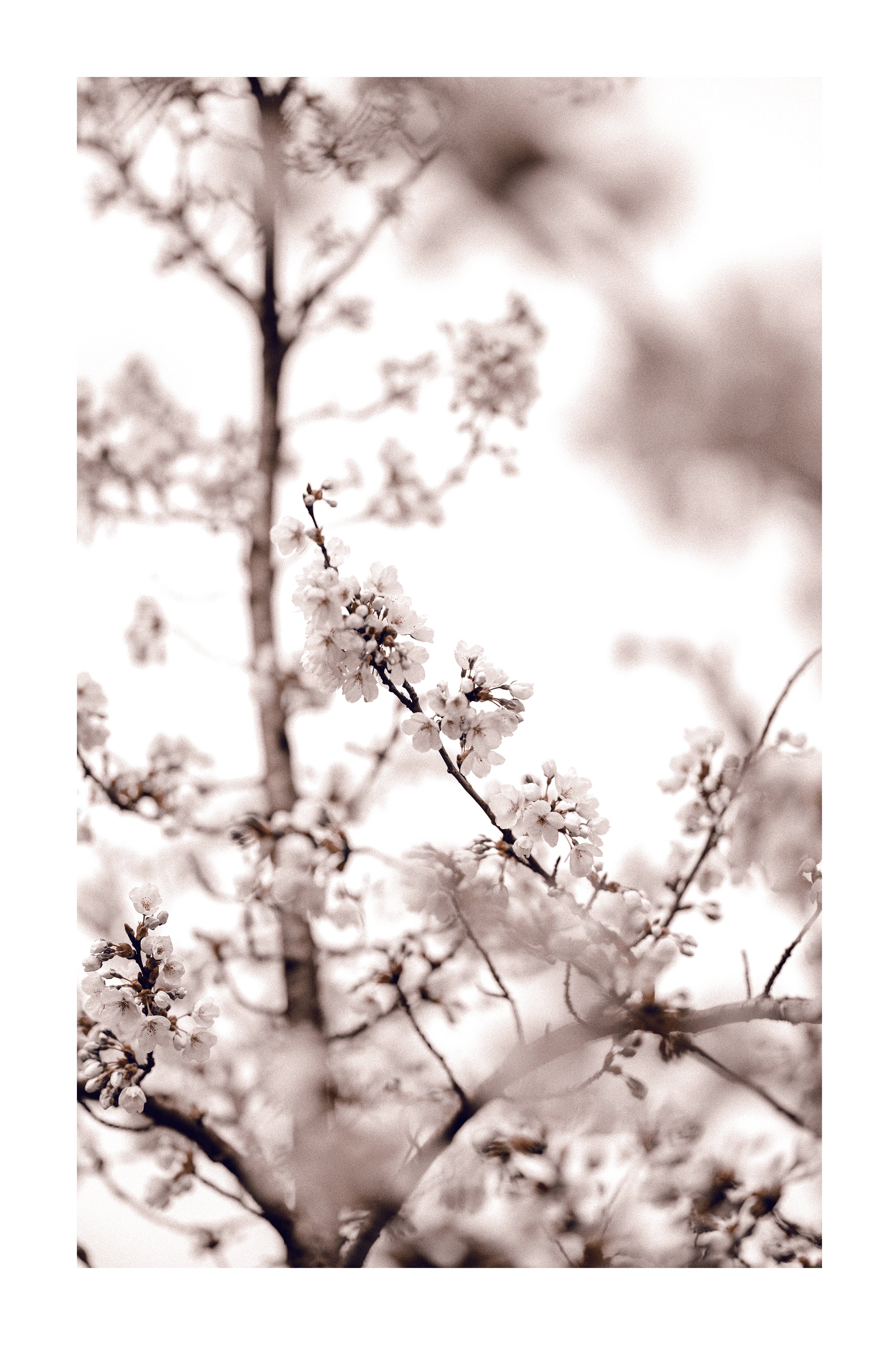 Blooming Flower Close Up Poster