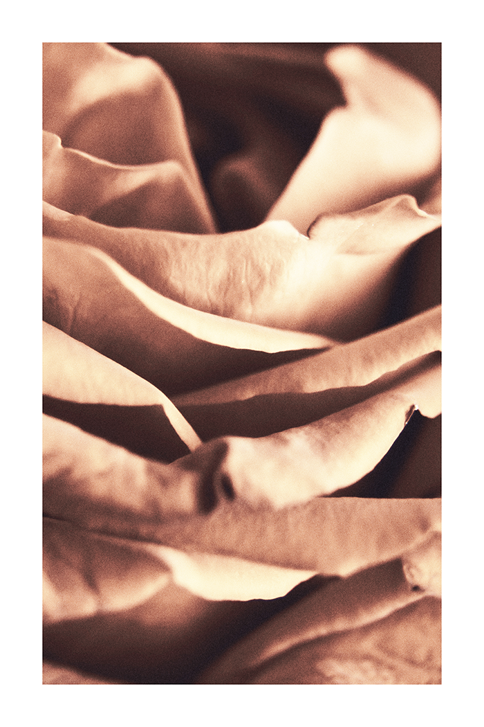 Rose Petal Close up Poster
