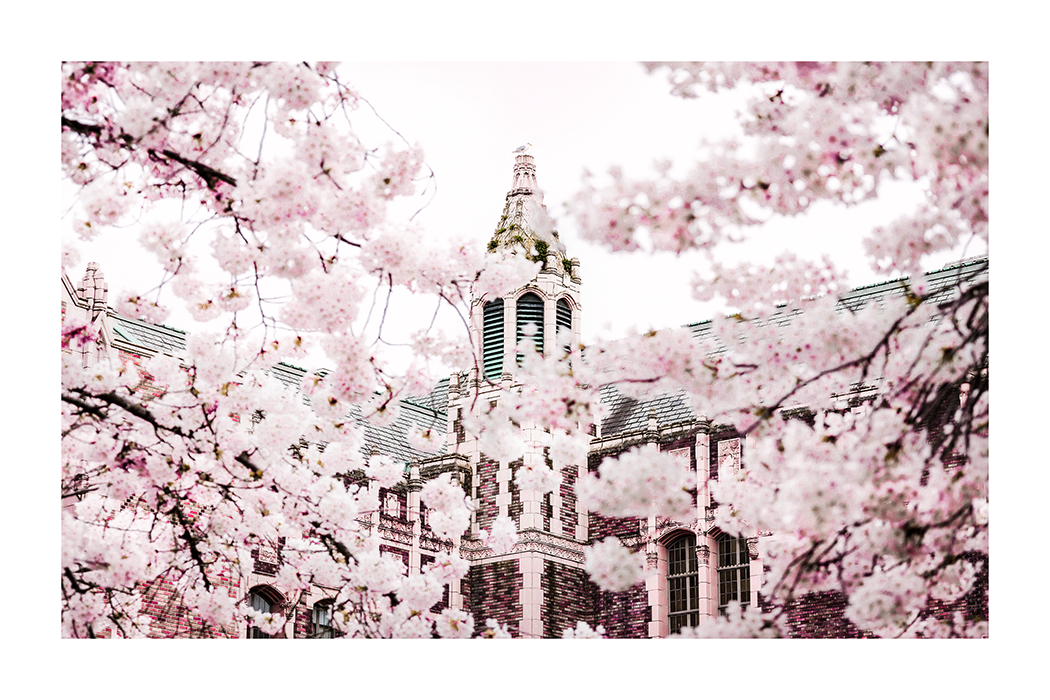 Cherry Blossoms Close Up Poster