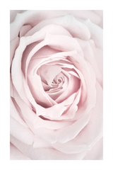 Pink Rose Detail Poster