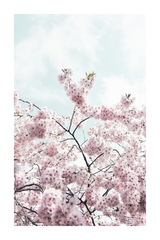 Sakura Close Up Poster No.2