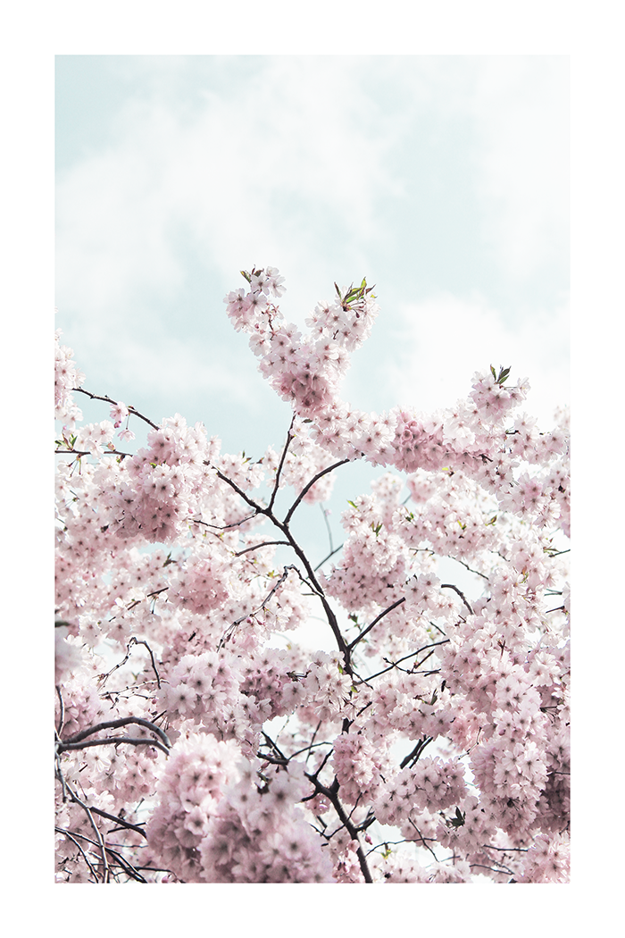 Sakura Close Up Poster No.2