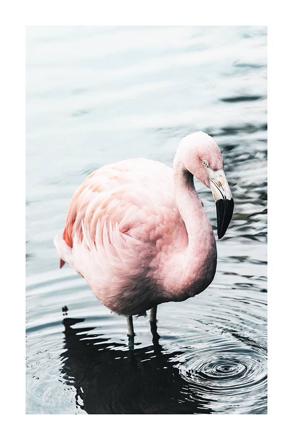 Lonely Flamingo Poster