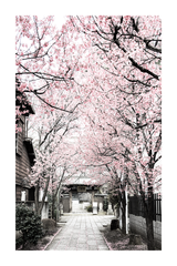 Street of Cheery Blossom Poster