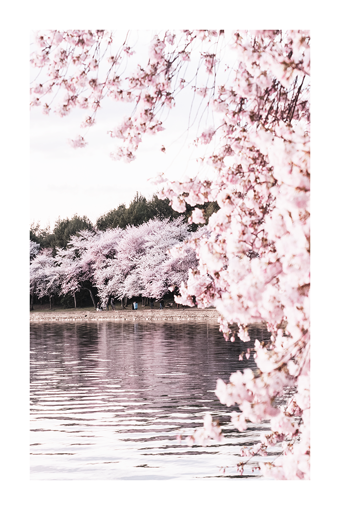 Sakura by The River Poster
