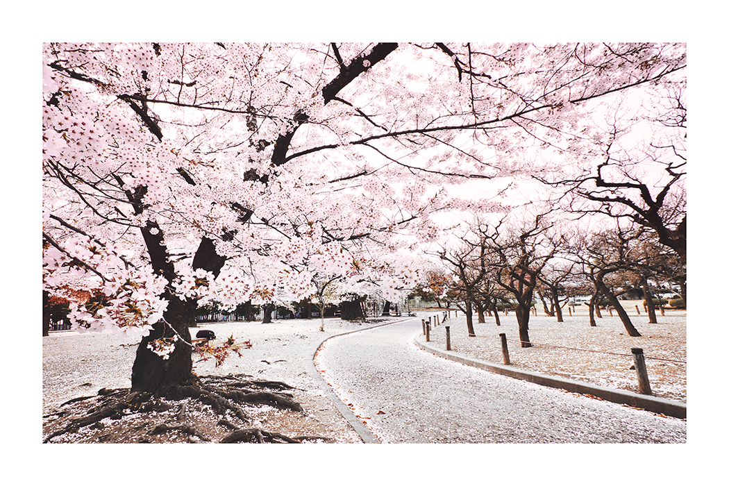 Cherry Tree in the Park Poster