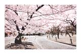 Cherry Tree in the Park Poster