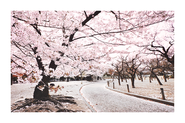 Cherry Tree in the Park Poster