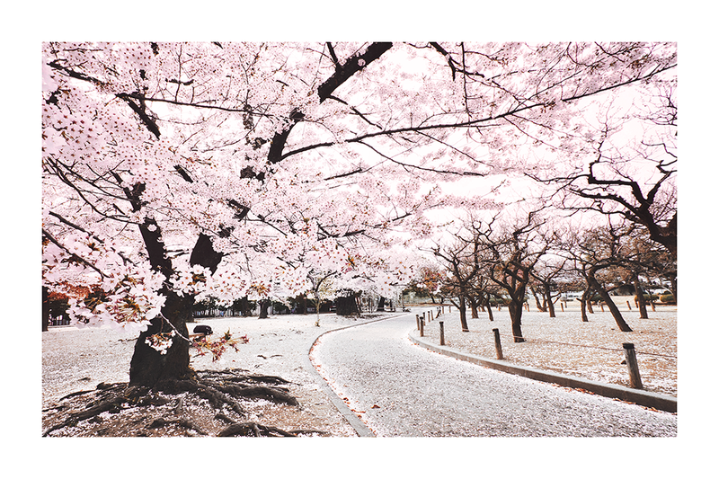 Cherry Tree in the Park Poster