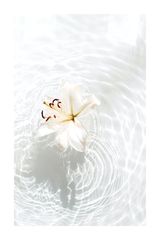 Lily on the Water Poster
