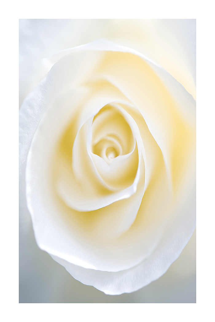 Yellow Rose Poster