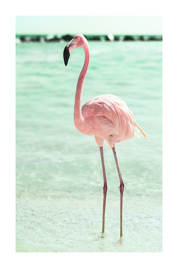 Seaside Flamingo Poster