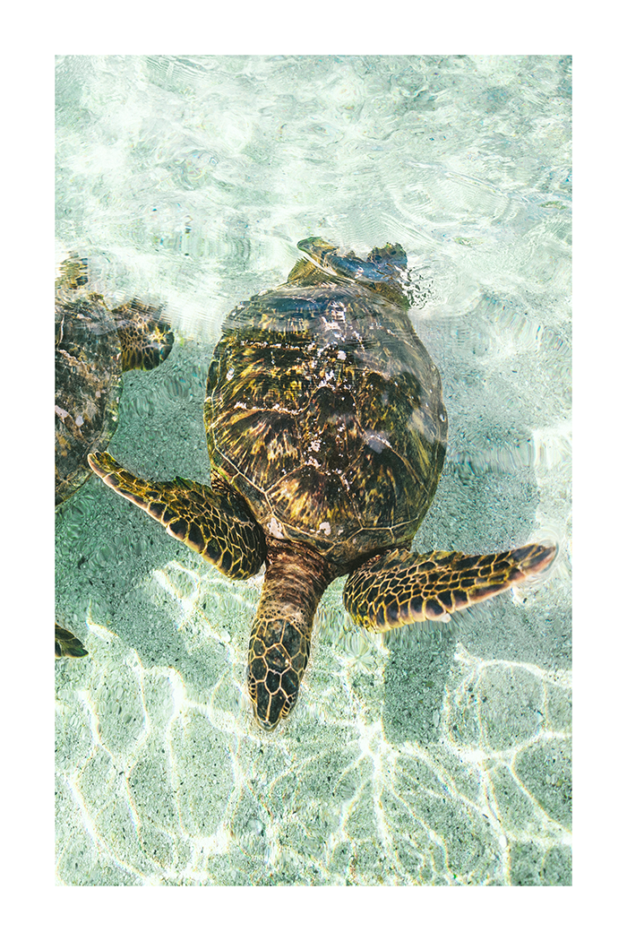 Crawling Turtle Poster