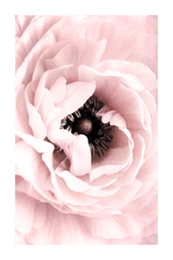 Blooming Pink Flowers Poster