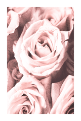 Pink Rose Blooming Poster No.2