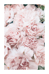 Blooming Peony Poster