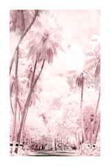 Pink Coconut Tree Poster