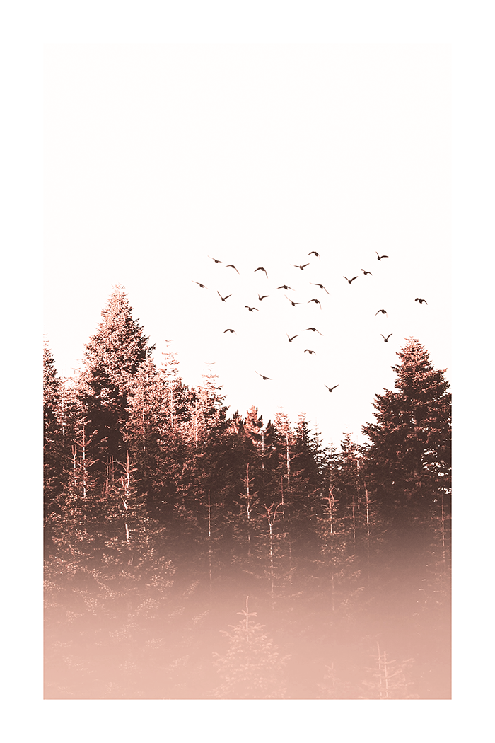 Birds Flying above Forest Poster