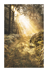 Sunlight Forest Poster
