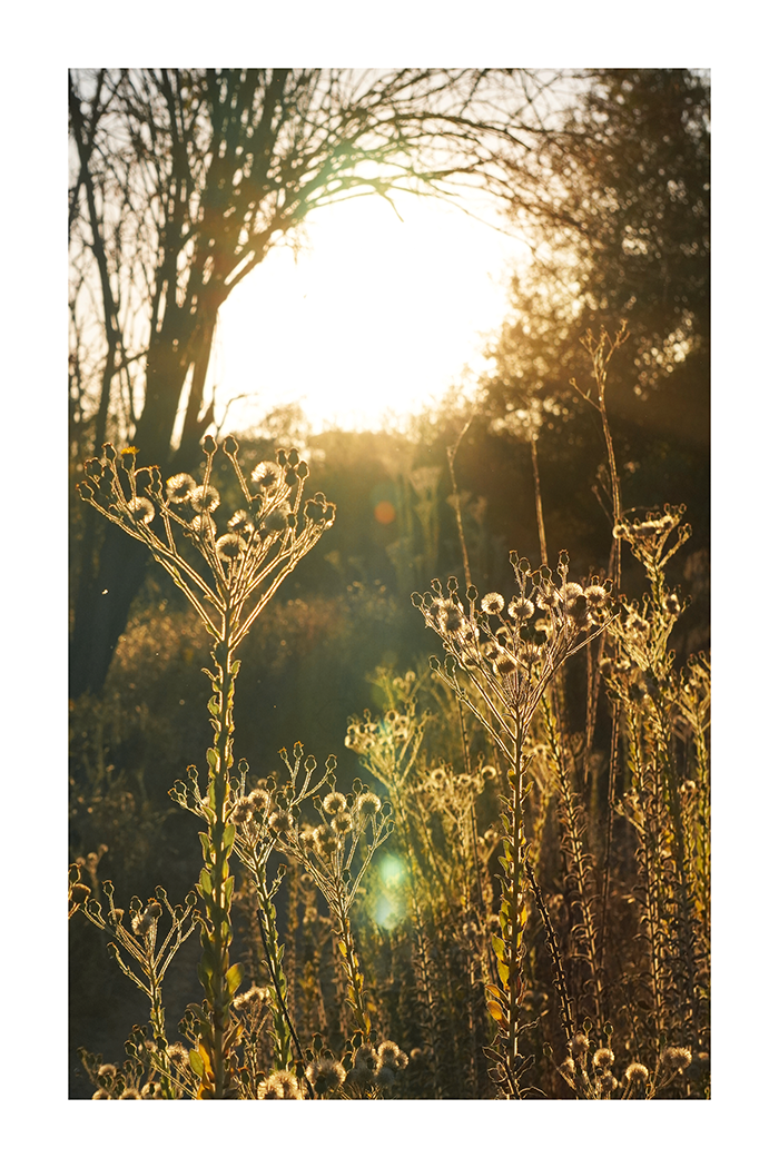 Wildflower in the Sunlight Poster
