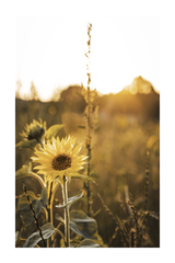 Sunflower Close Up Poster