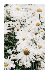 Daisy Blossom Poster