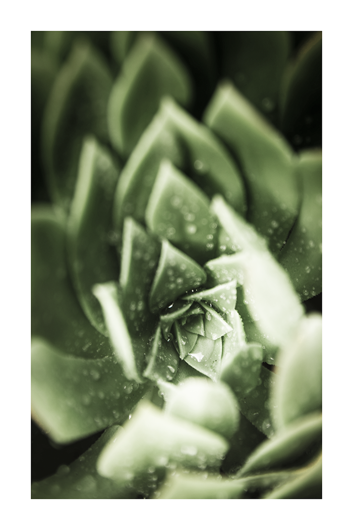 Succulent Close Up Poster No.2