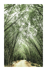 Bamboo Forest Poster