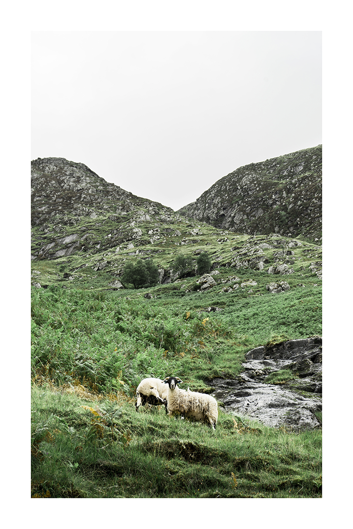 Grassland Sheep Poster