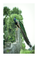 Peacock Poster