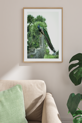 Peacock Poster
