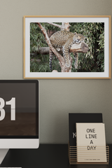 Leopard Lying on the Trunk  Poster
