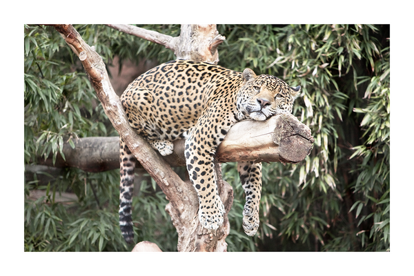 Leopard Lying on the Trunk  Poster