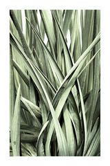 Agavaceae Leaf Poster