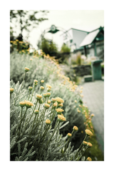 Roadside Yellow Wildflower Poster